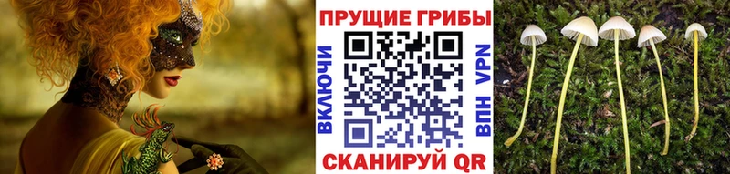 Псилоцибиновые грибы GOLDEN TEACHER  Онега 